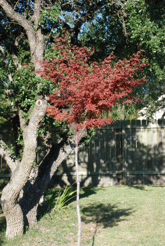 2008-11-backyard-12.JPG