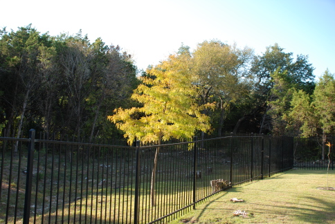 2008-11-backyard-18.JPG