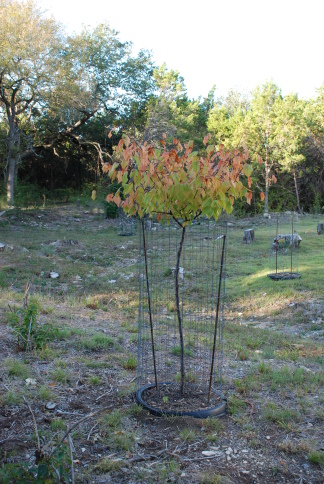 2008-11-backyard-grampa-tree-from-trolls-03.JPG