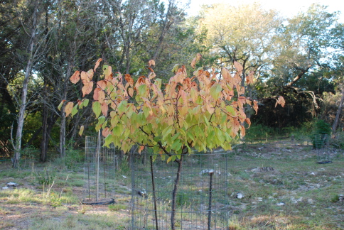 2008-11-backyard-grampa-tree-from-trolls-04.JPG