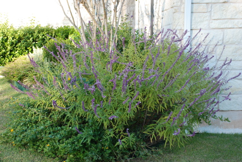 2008-11-frontyard-27.JPG
