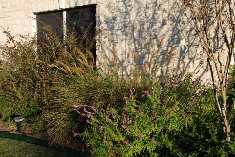 2008-11-frontyard-29.JPG