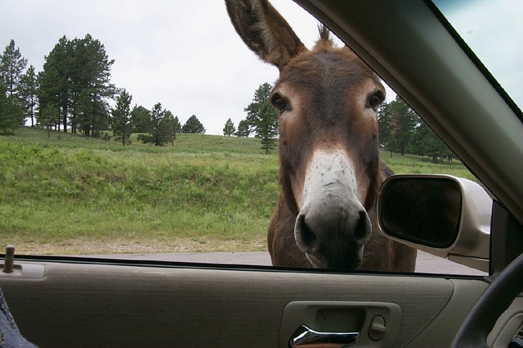 Black-Hills-SD/1024x768_2000-07-10-1885-Custer-State-Park-Donkey.JPG.jpg