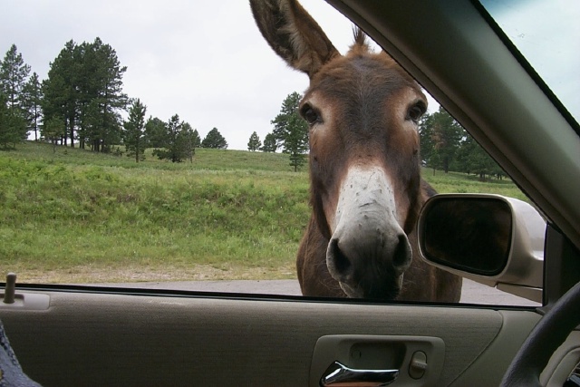 2000-07-10-1885-Custer-State-Park-Donkey.JPG.jpg