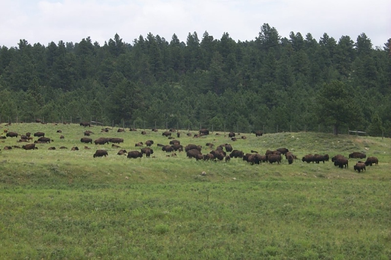 2000-07-10-1881-Custer-State-Park-Buffalo.JPG.jpg
