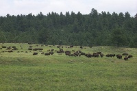 2000-07-10-1881-Custer-State-Park-Buffalo.JPG.jpg