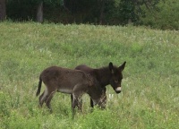 2000-07-10-1884-Custer-State-Park-Donkeys.JPG.jpg