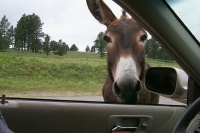 2000-07-10-1885-Custer-State-Park-Donkey.JPG.jpg