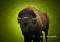 Buffalo.jpg
