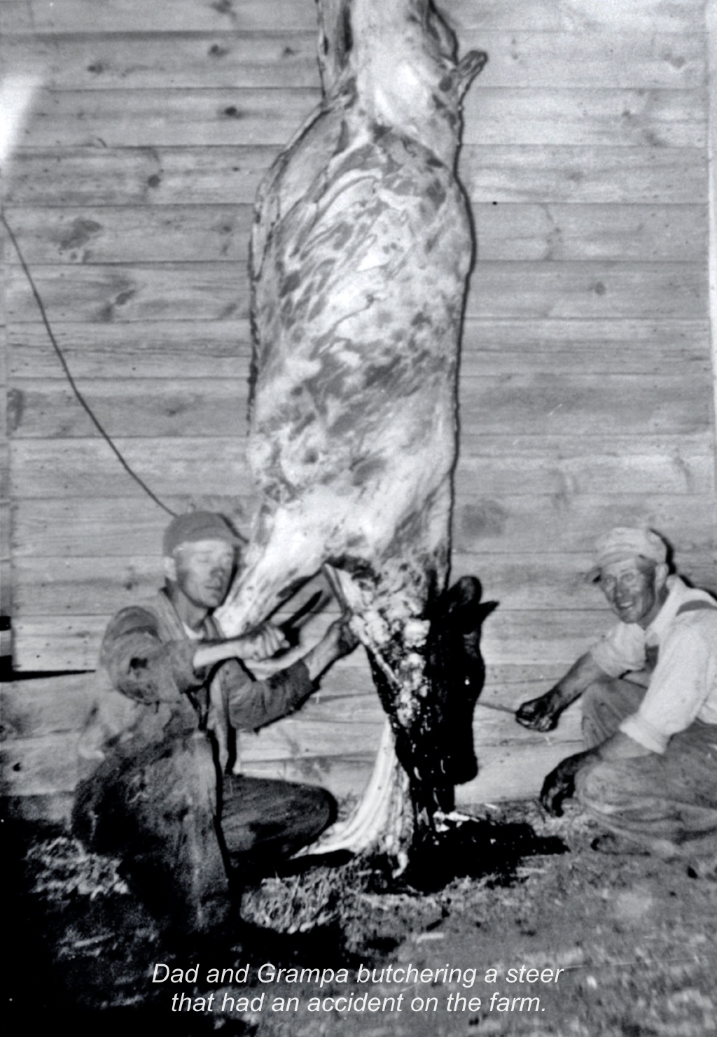 My-Life-In-A-Book/extra-pics/1024x768_1954-Albert-Clyde-butchering-steer.jpg