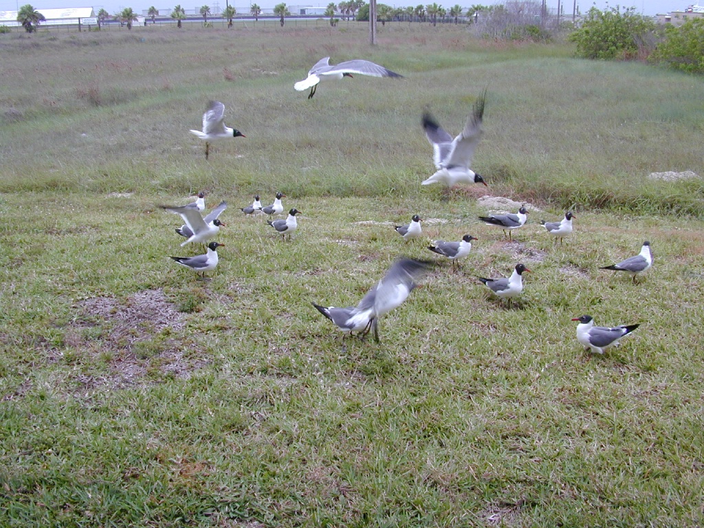 dscn0003.jpg