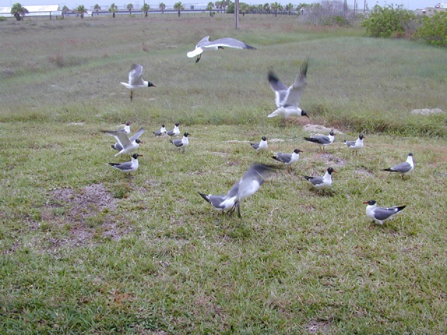dscn0003.jpg
