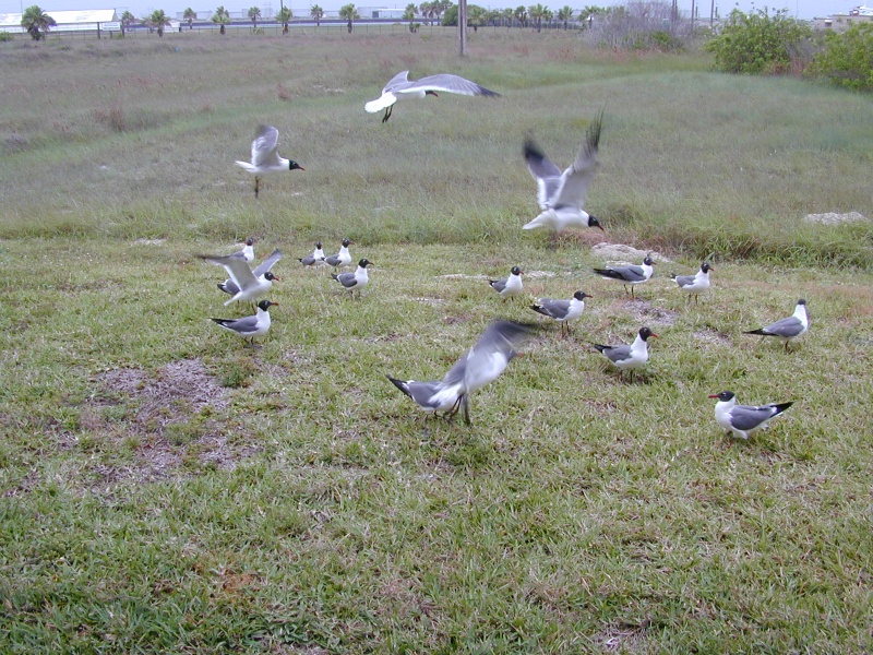 dscn0003.jpg