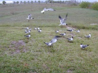 dscn0003.jpg