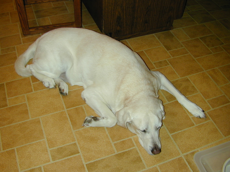 2001/08(August)/Pig_Roast/800x600_dscn0040.jpg