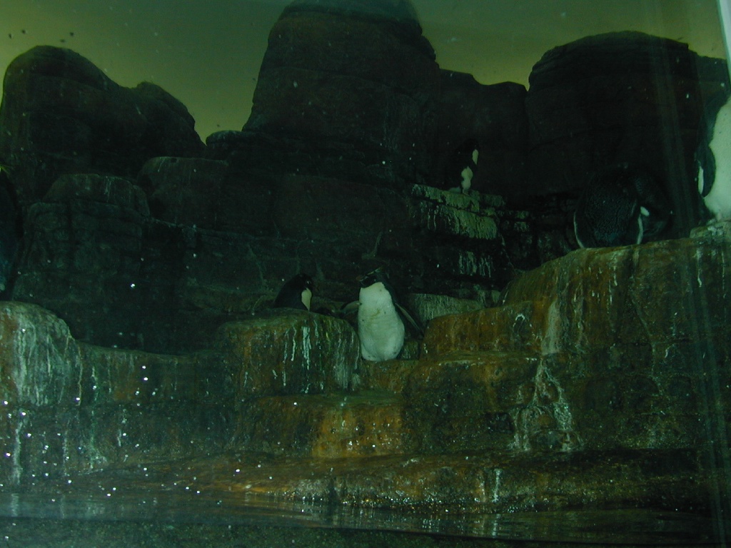 2001/08(August)/Zoo/dscn0001.jpg