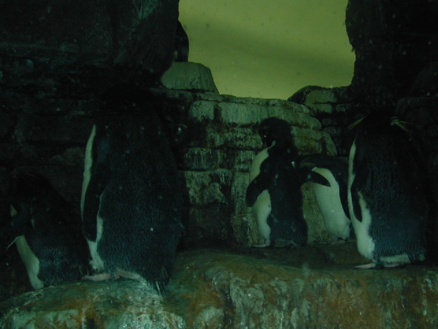 2001/08(August)/Zoo/640x480_dscn0002.jpg