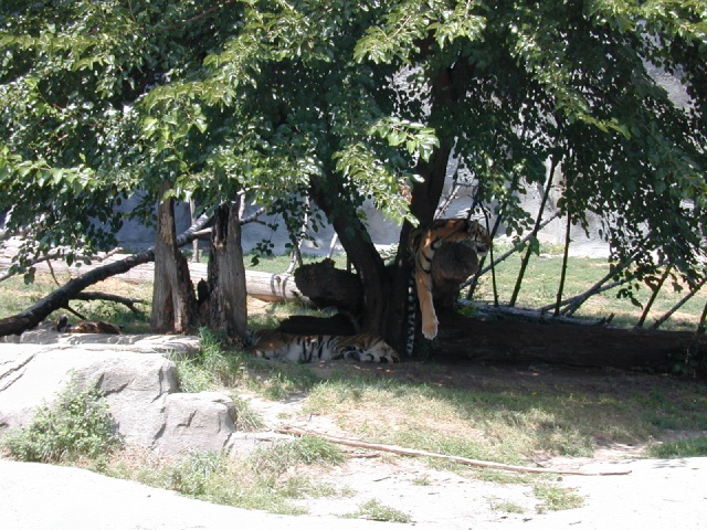 2001/08(August)/Zoo/640x480_dscn0018.jpg