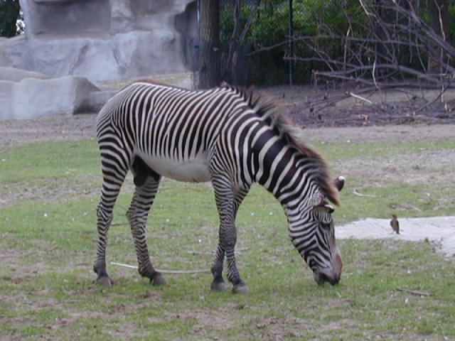 2001/08(August)/Zoo/640x480_dscn0033.jpg