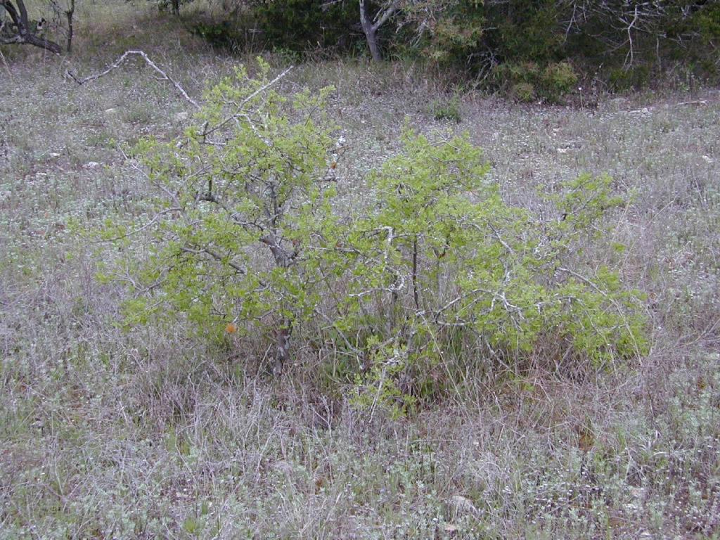 DSCN0011.JPG