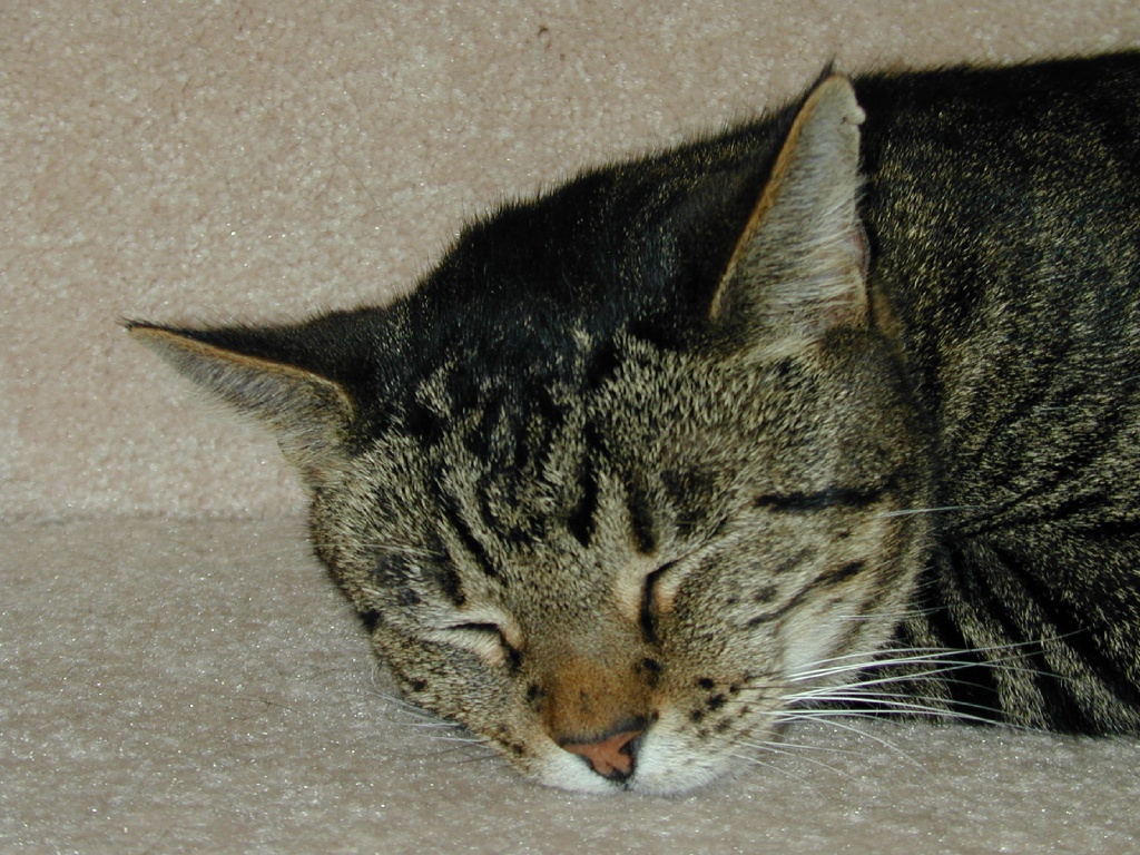 DSCN0040.JPG