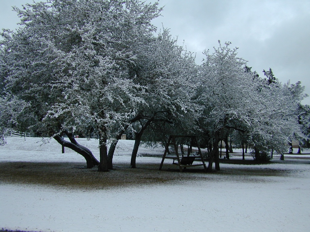 2004/02(February)/Snow_in_Austin/1024x768_DSCN0370.JPG