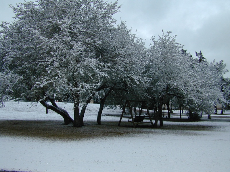 2004/02(February)/Snow_in_Austin/800x600_DSCN0370.JPG