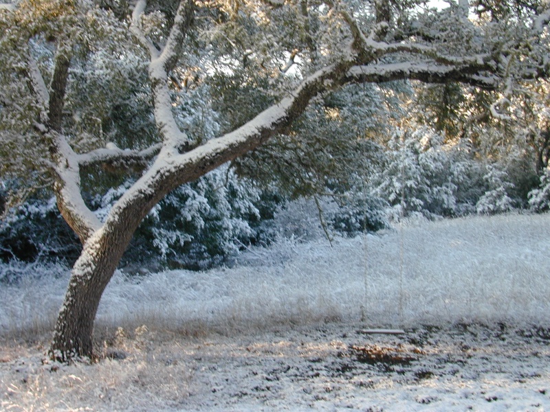 2004/02(February)/Snow_in_Austin/800x600_DSCN0376.JPG