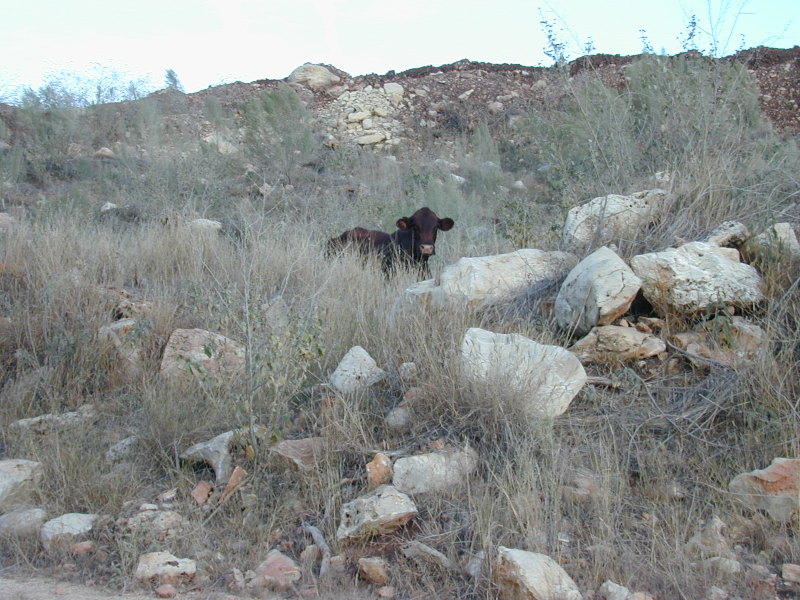 November037.jpg