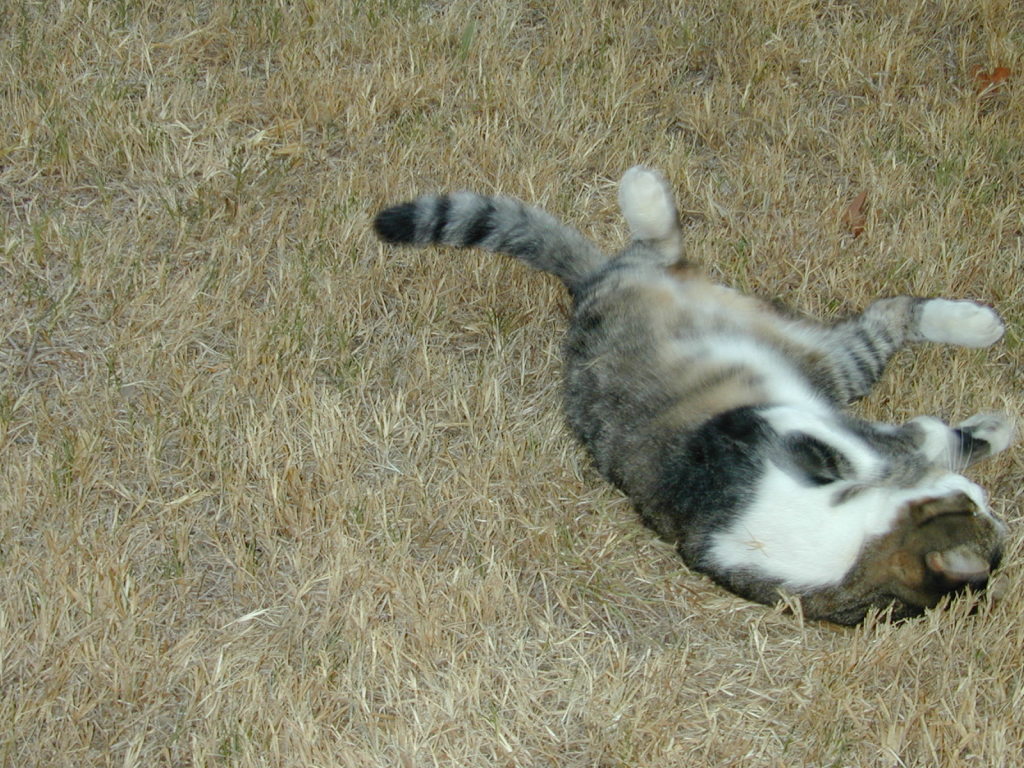 2006/07(July)/Misc/1024x768_DSCN0476.JPG