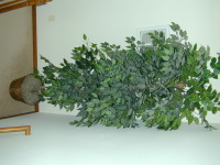 DSCN0028.JPG