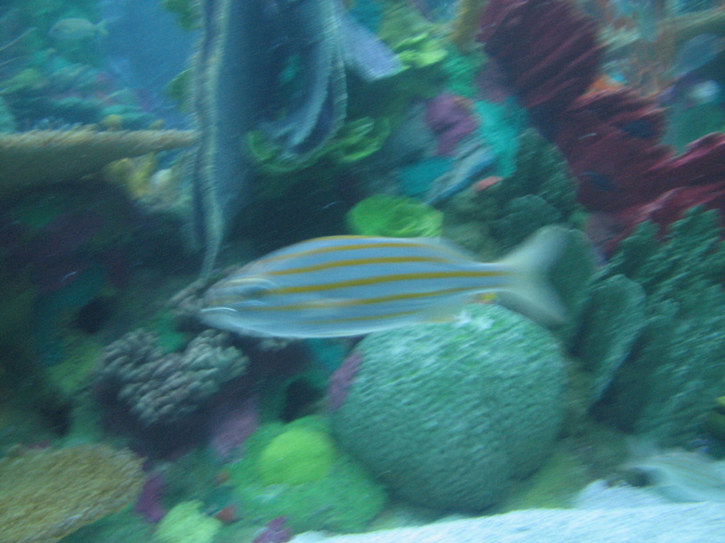 2006/11(November)/Sea_World/1024x768_IMG_0151.JPG