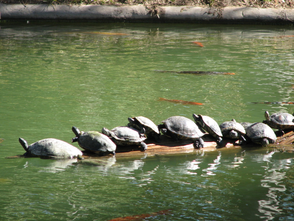 2006/11(November)/Sea_World/1024x768_IMG_0164.JPG