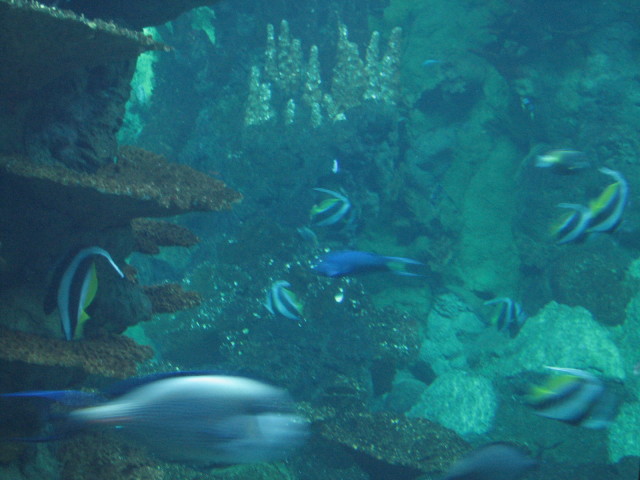 2006/11(November)/Sea_World/640x480_IMG_0138.JPG