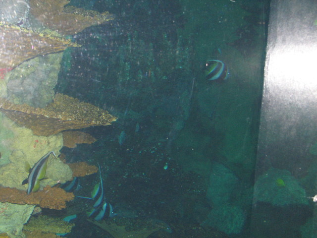2006/11(November)/Sea_World/640x480_IMG_0139.JPG