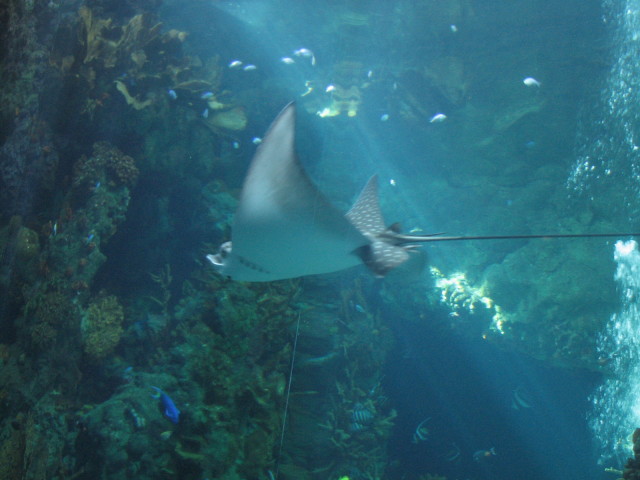 2006/11(November)/Sea_World/640x480_IMG_0140.JPG
