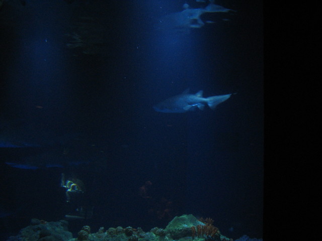 2006/11(November)/Sea_World/640x480_IMG_0141.JPG
