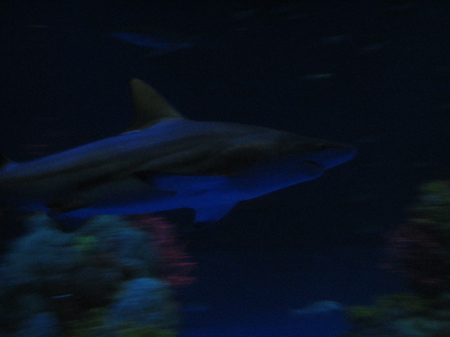 IMG_0142.JPG