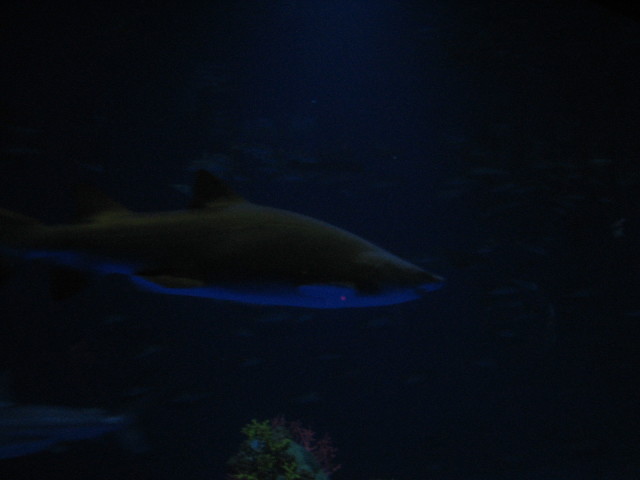 2006/11(November)/Sea_World/640x480_IMG_0144.JPG