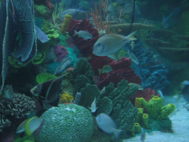 2006/11(November)/Sea_World/640x480_IMG_0147.JPG