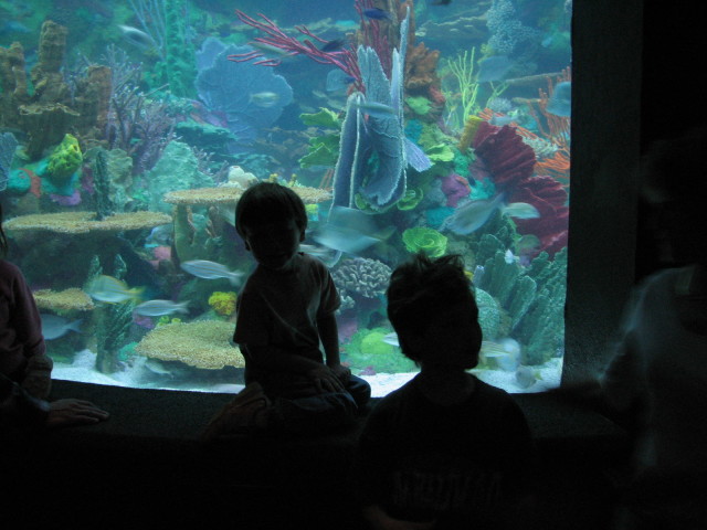 2006/11(November)/Sea_World/640x480_IMG_0148.JPG