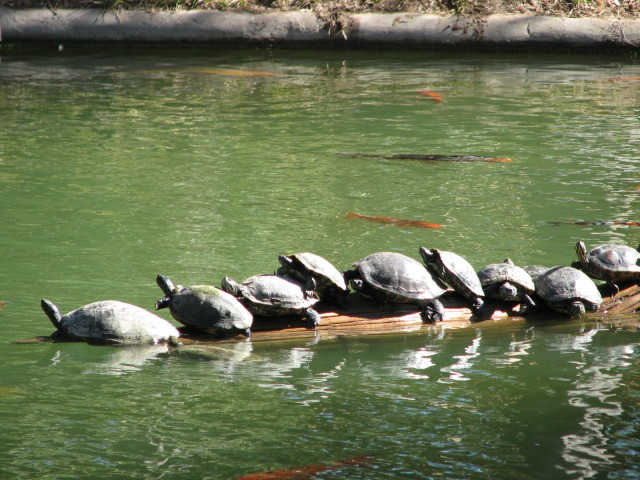 2006/11(November)/Sea_World/640x480_IMG_0164.JPG
