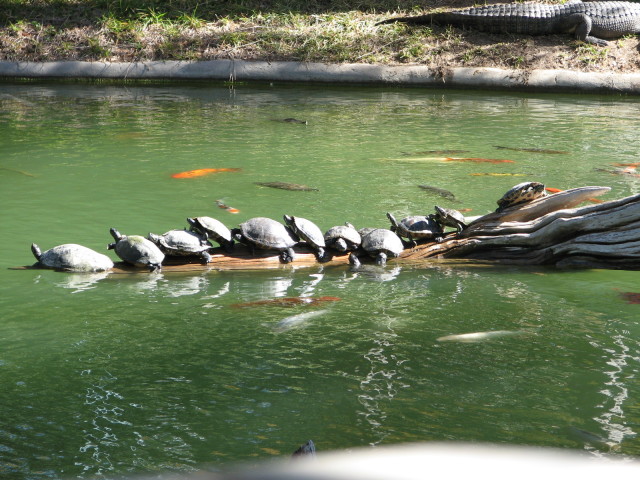 2006/11(November)/Sea_World/640x480_IMG_0166.JPG