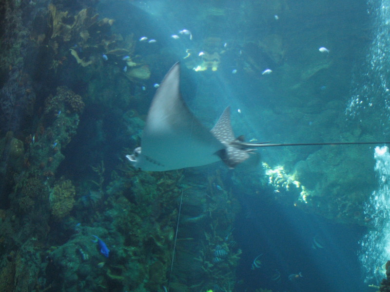 2006/11(November)/Sea_World/800x600_IMG_0140.JPG