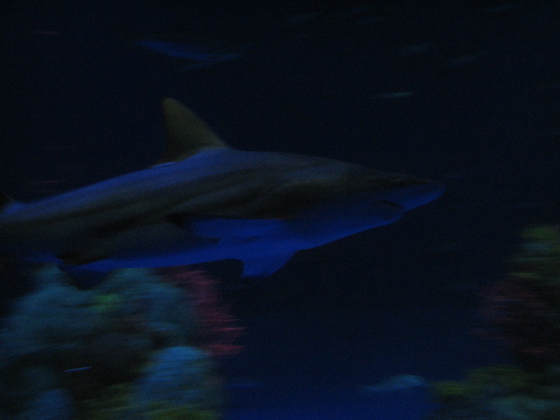 2006/11(November)/Sea_World/800x600_IMG_0142.JPG