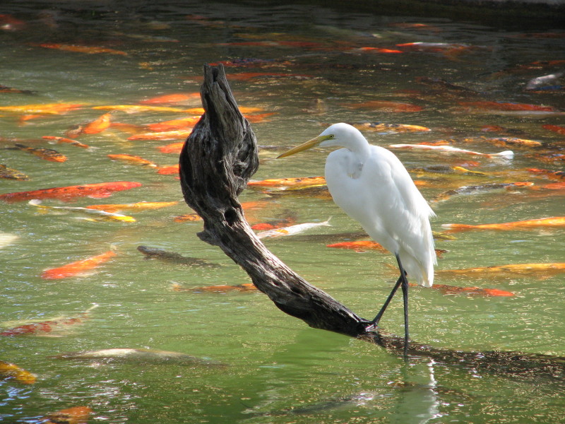 2006/11(November)/Sea_World/800x600_IMG_0165.JPG