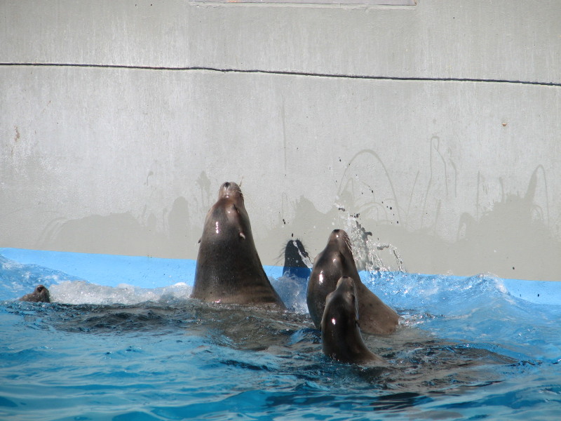 2006/11(November)/Sea_World/800x600_IMG_0172.JPG