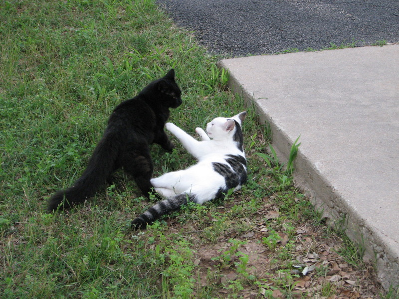2007/05(May)/Misc/800x600_IMG_0768.JPG