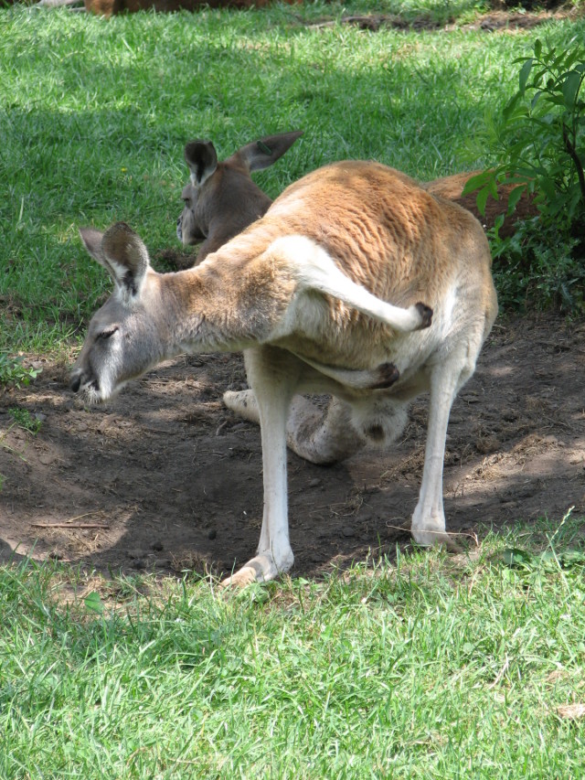 2007/08(August)/Detroit_Zoo/640x480_IMG_1009.JPG