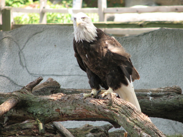 IMG_1011.JPG